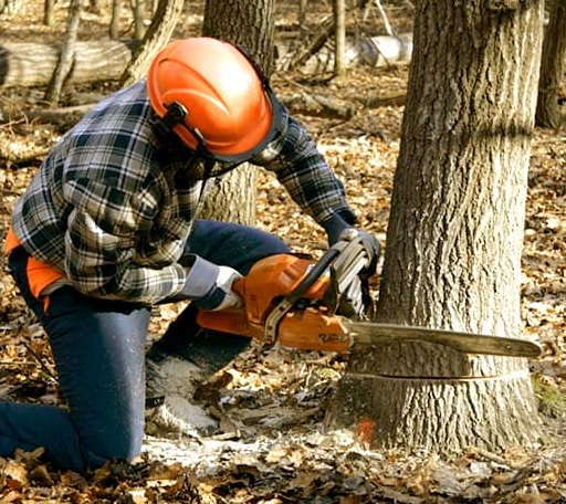 Tree Removal in Saint Onge, SD